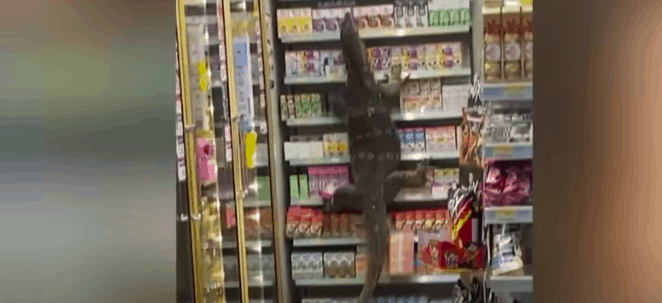 alligator in shop bad day