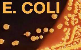 E. coli 026