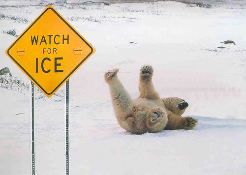polar bear slips on ice